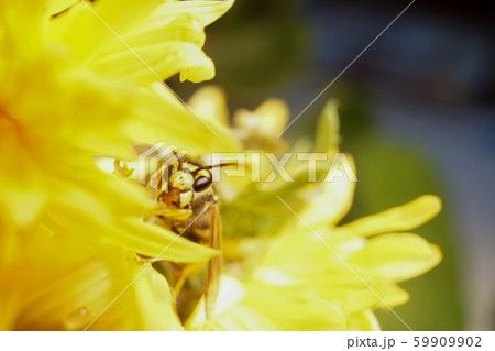 Macro of a wasp bee on a yellow chrysanthemum flower. Macro of a wasp bee on a yellow chrysanthemum flower. 59909902