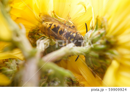 Macro of a wasp bee on a yellow chrysanthemum flower. Macro of a wasp bee on a yellow chrysanthemum flower. 59909924
