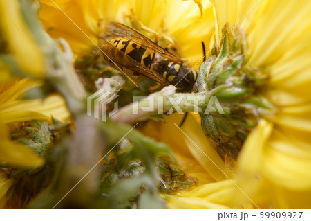 Macro of a wasp bee on a yellow chrysanthemum flower. Macro of a wasp bee on a yellow chrysanthemum flower. 59909927