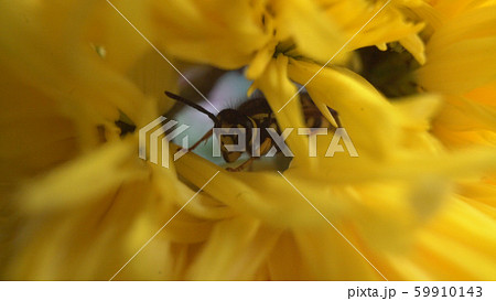 Macro of a wasp bee on a yellow chrysanthemum flower. Macro of a wasp bee on a yellow chrysanthemum flower. 59910143