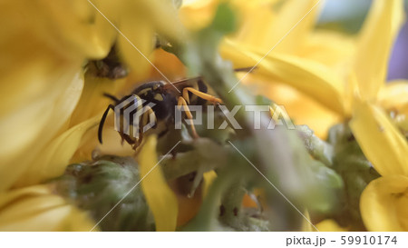 Macro of a wasp bee on a yellow chrysanthemum flower. 59910174