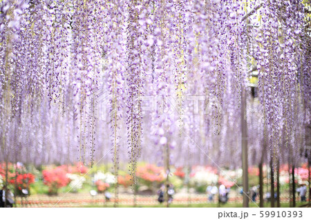 足利フラワーパークの大藤 59910393