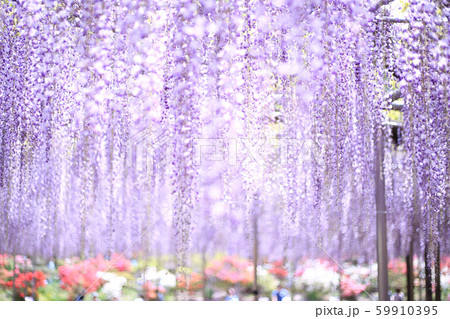 足利フラワーパークの大藤 59910395