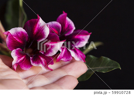 Female hand holds violet colorful flower adenium Female hand holds violet colorful flower adenium 59910728