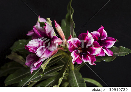 Lots of violet flowers rose or adenium with green Lots of violet flowers rose or adenium with green 59910729