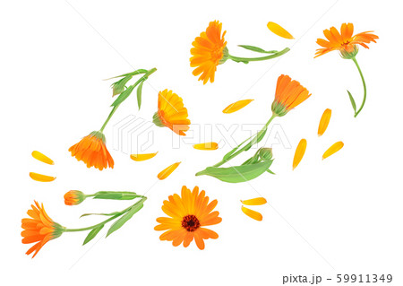 Calendula. Marigold flower isolated on white background. Top view. Flat lay pattern Calendula. Marigold flower isolated on white background. Top view. Flat lay pattern 59911349