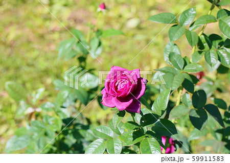 バラの花 イントゥリーグ バラの花 イントゥリーグ 59911583