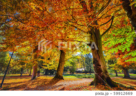 Spectacular autumn view of trees in city park of Spectacular autumn view of trees in city park of 59912669