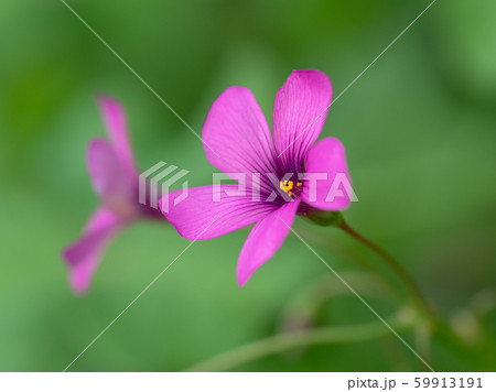 赤紫のイモカタバミ 赤紫のイモカタバミ 59913191