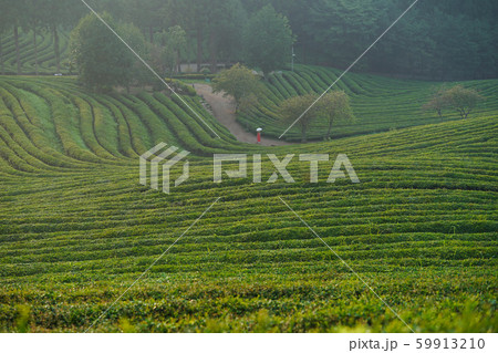 ポリグラフ 緑 緑茶畑 59913210