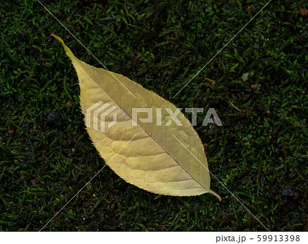 上溝桜の黄葉 59913398