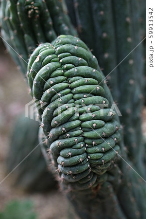 サボテン 植物 多肉植物 59913542