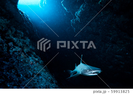 洞窟のサメ 洞窟のサメ 59913825