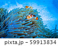 カクレクマノミ 59913834