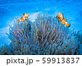 カクレクマノミ 59913837