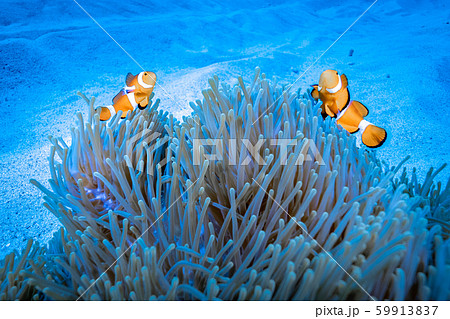 カクレクマノミ 59913837