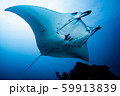 マンタ 59913839