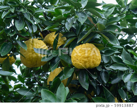 枝の獅子柚子 59913887