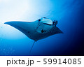 マンタ 59914085
