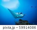マンタ 59914086