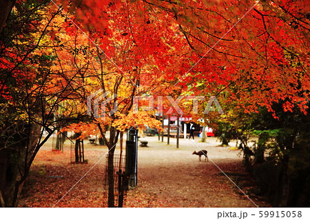 紅葉谷公園 59915058