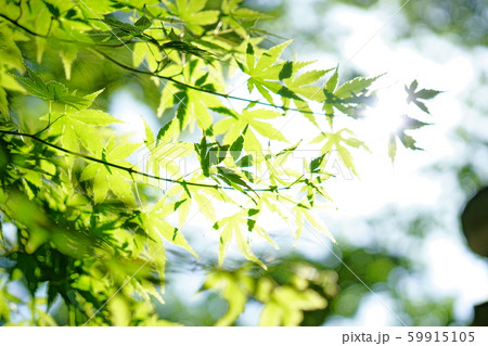 かえで 59915105