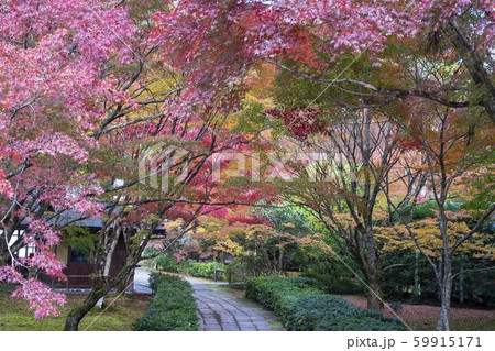 京都、西芳寺の紅葉 59915171