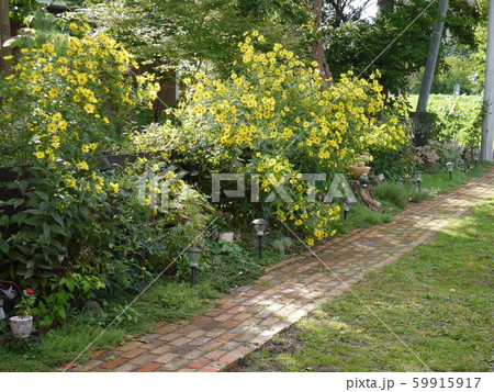 黄色の花が咲き乱れる秋の庭先 59915917