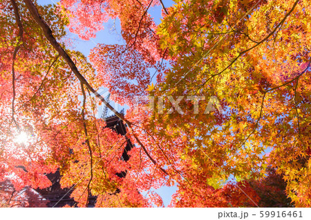 秋だ紅葉だ京都に行こう 59916461