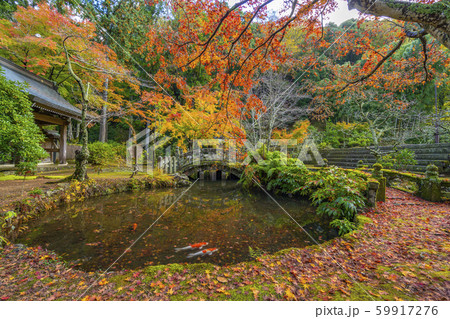 伊豆市　紅葉　鯉　池 59917276