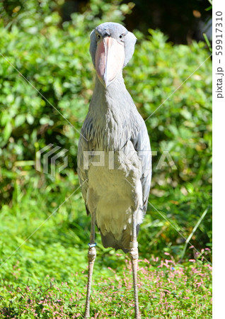 SHOEBILL ハシビロコウ 新品 未使用 SHOEBILL ハシビロコウ 新品 未使用