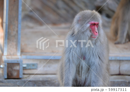 日本猿 59917311