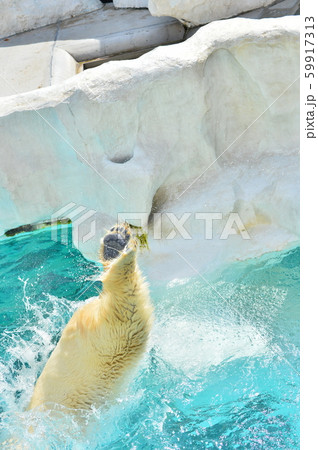 飛び込むシロクマの足 59917313