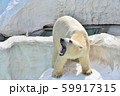 シロクマあくび 59917315