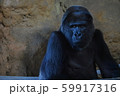 ゴリラすまし顔 59917316