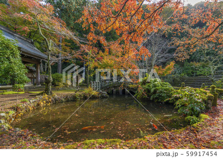 伊豆市　紅葉　鯉　池 59917454