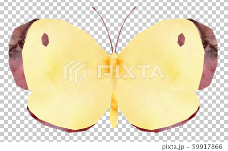 大腸桿菌 大腸桿菌 59917866