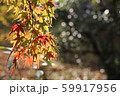 もみじと丸ボケ 59917956