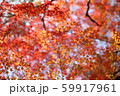 赤く燃える紅葉 59917961