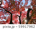 青空に映える紅葉と光芒 59917962