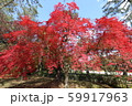 羽を広げる赤い紅葉 59917963