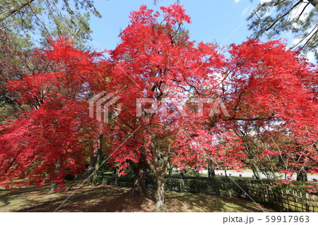 羽を広げる赤い紅葉 羽を広げる赤い紅葉 59917963