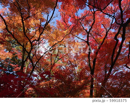 赤とオレンジの紅葉とわずかな空 59918375