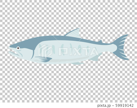 Salmon illustration Salmon illustration 59919142