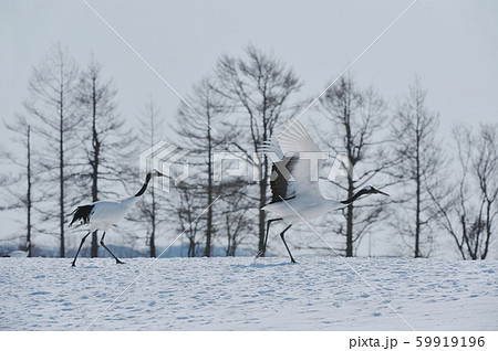 二羽のタンチョウの飛び立ち（北海道・鶴居） 59919196