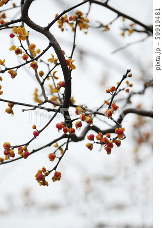 風景自然植物写真 雨に濡れるツルウメモドキ お正月用生け花の写真素材