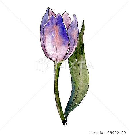 Purple tulip. Floral botanical flower. Isolated tulip illustration element. Watercolor background 59920169