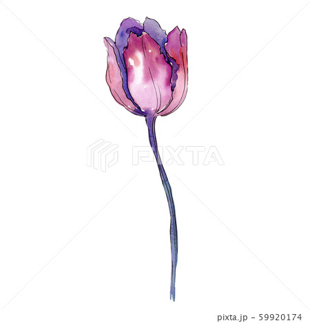 Pink red tulip. Floral botanical flower. Isolated tulip illustration element. Watercolor background 59920174