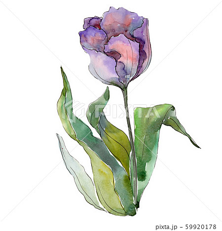 Purple tulip. Floral botanical flower. Isolated tulip illustration element. Watercolor background 59920178