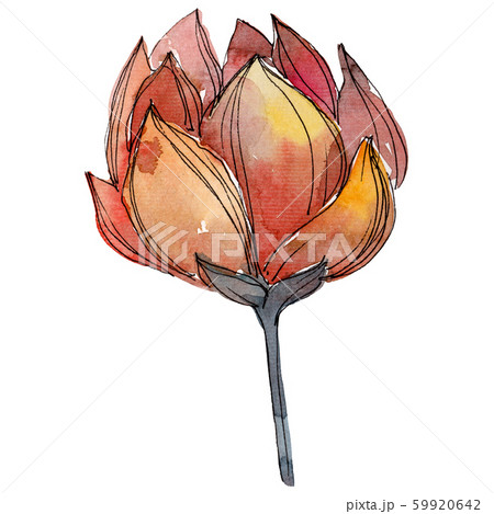 Orange lotus. Floral botanical flower. Watercolor background illustration set. Isolated lotus Orange lotus. Floral botanical flower. Watercolor background illustration set. Isolated lotus 59920642